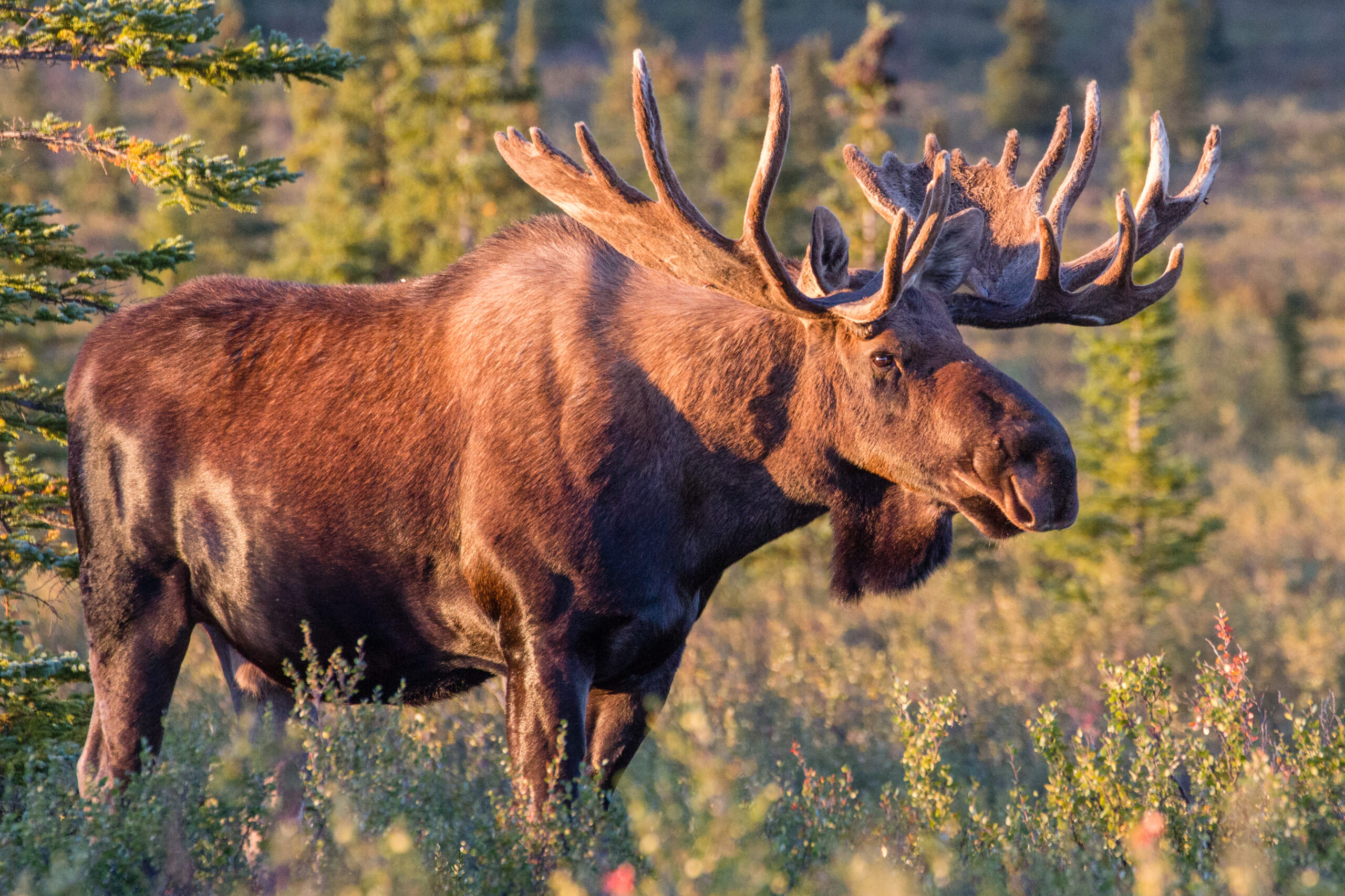 A majestic moose standing in a sunlit forest clearing. A majestic moose standing in a sunlit forest clearing.