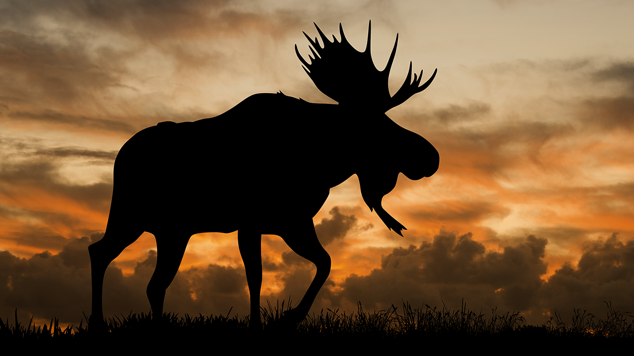Silhouette of a moose against a dramatic sunset sky. Silhouette of a moose against a dramatic sunset sky.